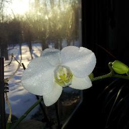 suzajourney's profile picture. artist, activist, coach