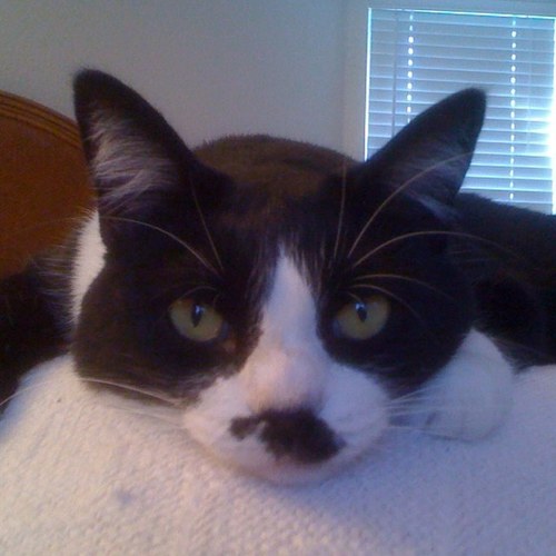 mistyformartin's profile picture. Cute, charming, always busy!!