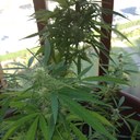 Luis palomeque - @lupahol - Twitter