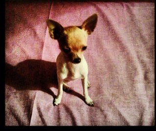 Sono Gina, ho 3anni sono in cerca di amici, niente fidanzati che la mia mamma @costy_caracciolo e' gelosa!!