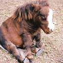 Neva Thomas - @Sn0wP0ny - Twitter