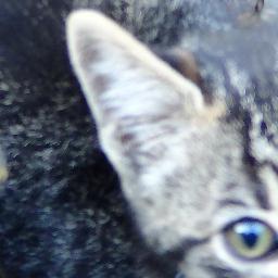 catfascination's profile picture. I am the world's baddest little dude kitty. My mother weaned me when I was only 6 weeks old, I was kittennapped and named Sue. The whole world best not mess!