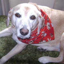 imahagbag's profile picture. I love dogs more than I like most people