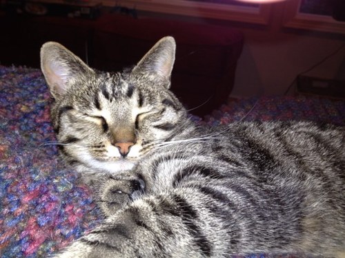 huskies963's profile picture. 