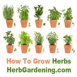 At http://t.co/iXXgrsN3, you'll find information on how to grow fresh herbs for culinary or medicinal purposes. Balcony, deck, patio, garden, even indoors.