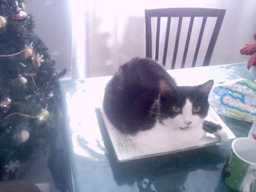 teatimeforme777's profile picture. retweets causes