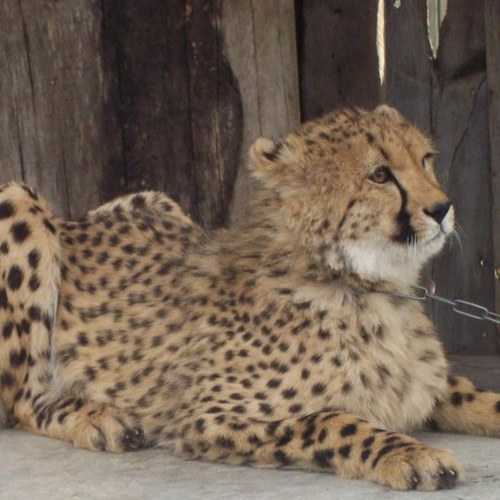 blkstag's profile picture. 