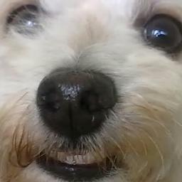 manoel_victor's profile picture. 