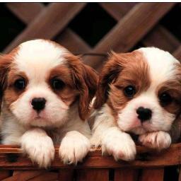 altavidaC's profile picture. 