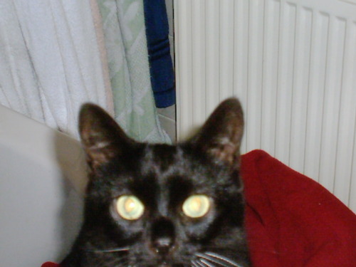 🏴󠁧󠁢󠁳󠁣󠁴󠁿Love cats hate Xenophobia,Homophobia and Transphobia. I want to see Scottish Independence in my lifetime