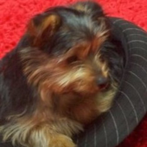 londonsieppert's profile picture. It's a woof life!