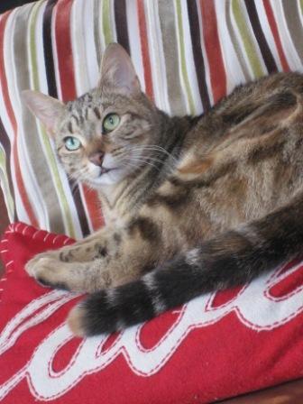 Glamour & gossip with a feline twist from life in London's coolest hi-fi boutique. Purrrrrrrrrrrfect .........