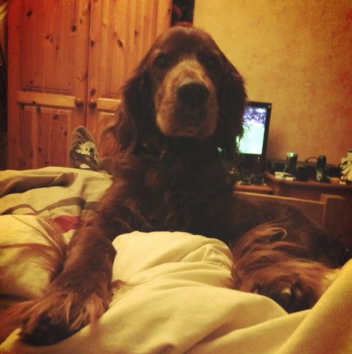 Archiethered's profile picture. My name is Archie. I am 12/13, no-one seems to know my real age. I enjoy walks in the park and having my paws massaged