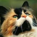 Leo Aleman - @aleman_leo - Twitter