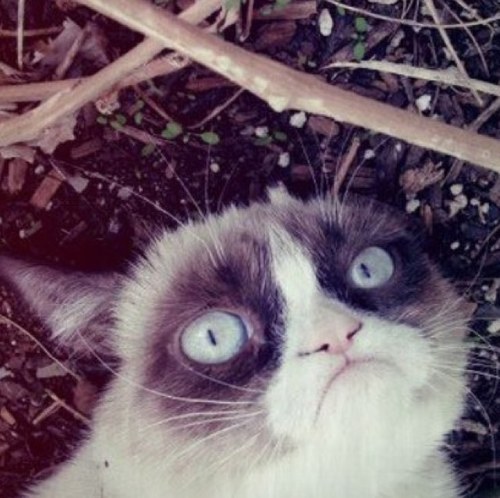 CoryRavehumor's profile picture. I am