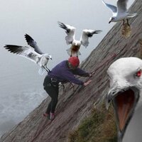UVM Seagulls (@uvmseagulls) 's Twitter Profile