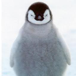 If you love Penguins, this is the Page for you. Just follow me and i will follow back.