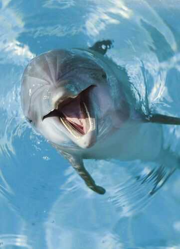 dolfijntje15's profile picture. 