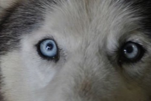 friend_animal's profile picture. J'aide les animaux de tout genre.     *(Après quelques modifications,des membres ont dû quitter.Nous en avons besoin,des serieux,merci)*