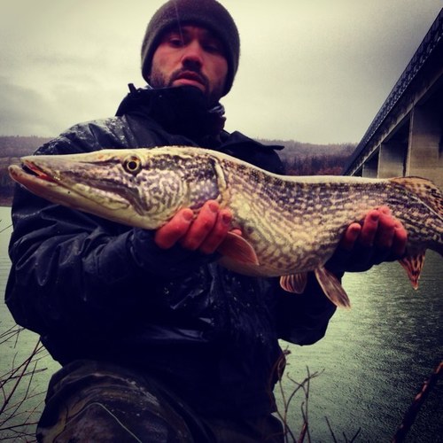 SilvioBenelli's profile picture. Io sono il pesce.