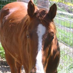 WinnysMom's profile picture. Owns a chestnut mare named Winny. Have cats and dogs too. Love reading, travel, horse racing.