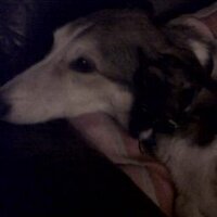 Carol Lee π (@mylomum) 's Twitter Profile
