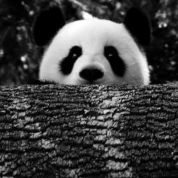 Pandas gostam de dormir e comer, concluimos que eu sou um panda !