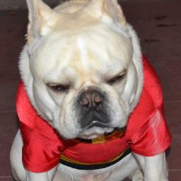 walter_bleak's profile picture. I am @BradListi's dog, Walter.  And I feel sad.  Please follow me.