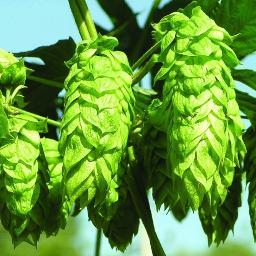 westweasel's profile picture. 