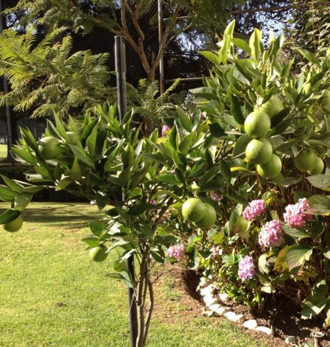 Marce_Carrillo5's profile picture. 