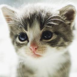 iheartmycats0's profile picture. I love my cats!