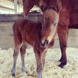 A Non-Profit Pending rescue set on saving and rehabilitating horses found at auctions and bought by kill-buyers for slaughter.