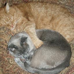 3katmama's profile picture. 