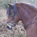 Forest Heath Equ - @ForestHeathEqu - Twitter