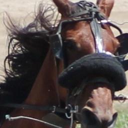 Running a racehorse training stable with my very tolerant husband and a bunch of kids (FIVE! and a grand daughter & grand son) to keep life crazy!!