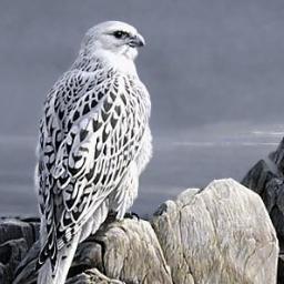 mlp_Whittle's profile picture. I've been @mlp_skyhearty's favorite falcon for as long as I can remember. Nice to meet you. Can talk cause of a special collar. ^v^