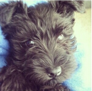 Woof.