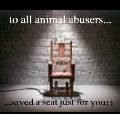 I stand for animals rights! Animal abuse will not be tolerated.Sassy at times, Thanks 4 following me.xxoo  ✌