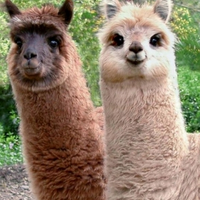 Josef K 王 (@apls452) 's Twitter Profile