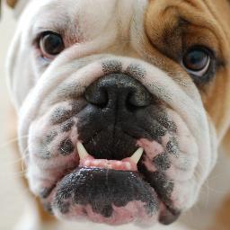 vancouverCopper's profile picture. 