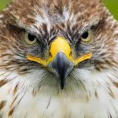 sportsfalcon's profile picture. Sports, Stocks, Women, and Guns