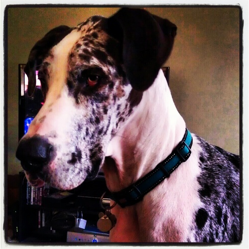 jlb785's profile picture. Dogs, tv, life.