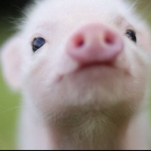 I'm hamming so much pun.
