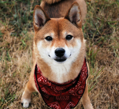 JewelShibaInu's profile picture. 