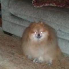 ShivaBocox's profile picture. Born with the Bocox family from San Pedro 
Bites everybody who gets to close to Floyd Bocox