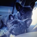 Darlene Devlin - @XTremeFrenchies - Twitter