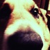 朴　高史 (@jijira) Twitter profile photo