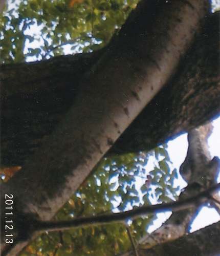 kgatuku's profile picture. シベリアやアラスカの亜寒帯には森林が存在し、そこに生じた枯葉や枝は寒冷のため分解せず蓄積し続けるそうです。無限に続くはずがなく、無くなる時はどんなメカニズムになるか留意しています。追記　気候変動のトリガーになっている ことに気が付いた。