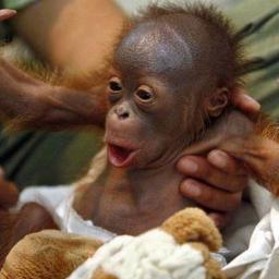 ratricahyani's profile picture. .............