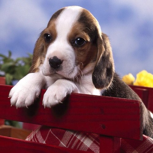 rach_manandhar's profile picture. 